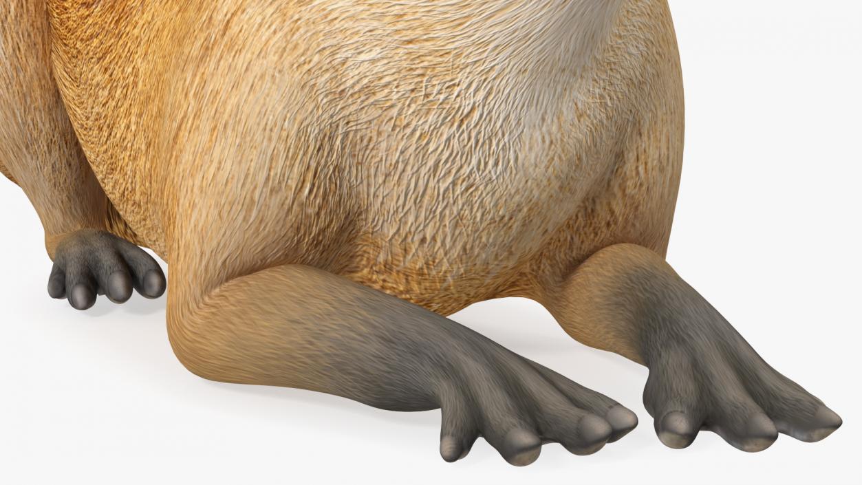 Capybara Lying Pose 3D model