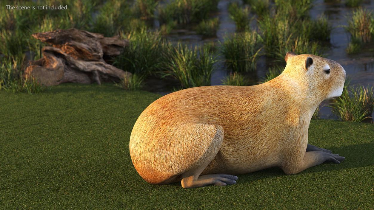 Capybara Lying Pose 3D model