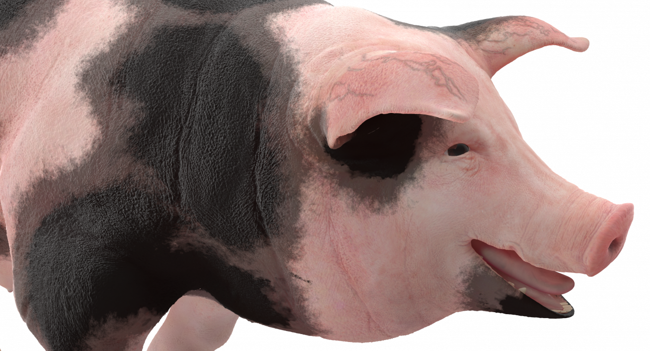 Pig Sow Peitrain Walking Pose 3D model