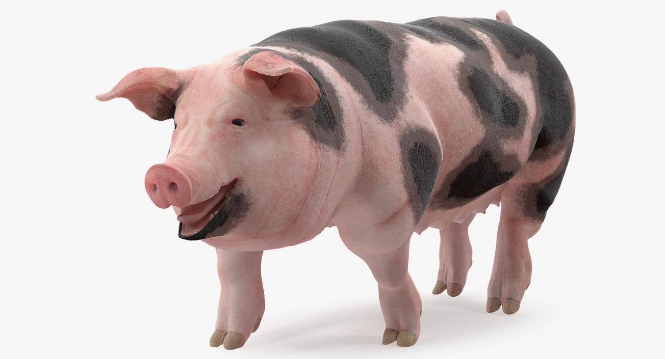 Pig Sow Peitrain Walking Pose 3D model