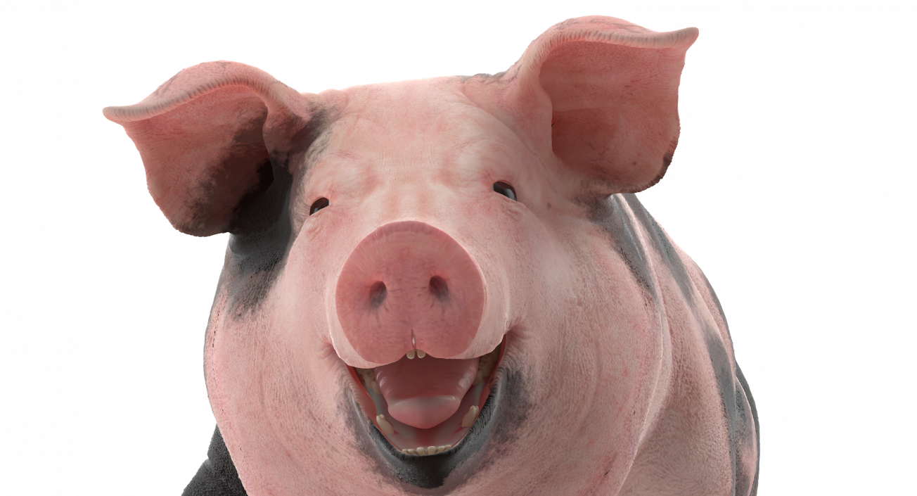 Pig Sow Peitrain Walking Pose 3D model