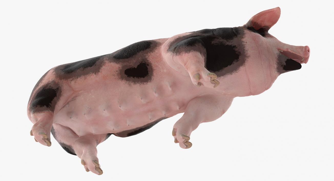 Pig Sow Peitrain Walking Pose 3D model