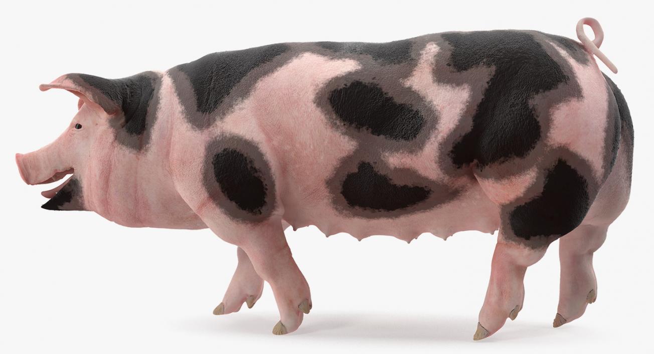 Pig Sow Peitrain Walking Pose 3D model