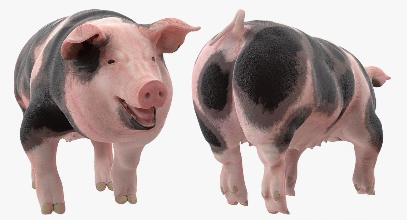 Pig Sow Peitrain Walking Pose 3D model