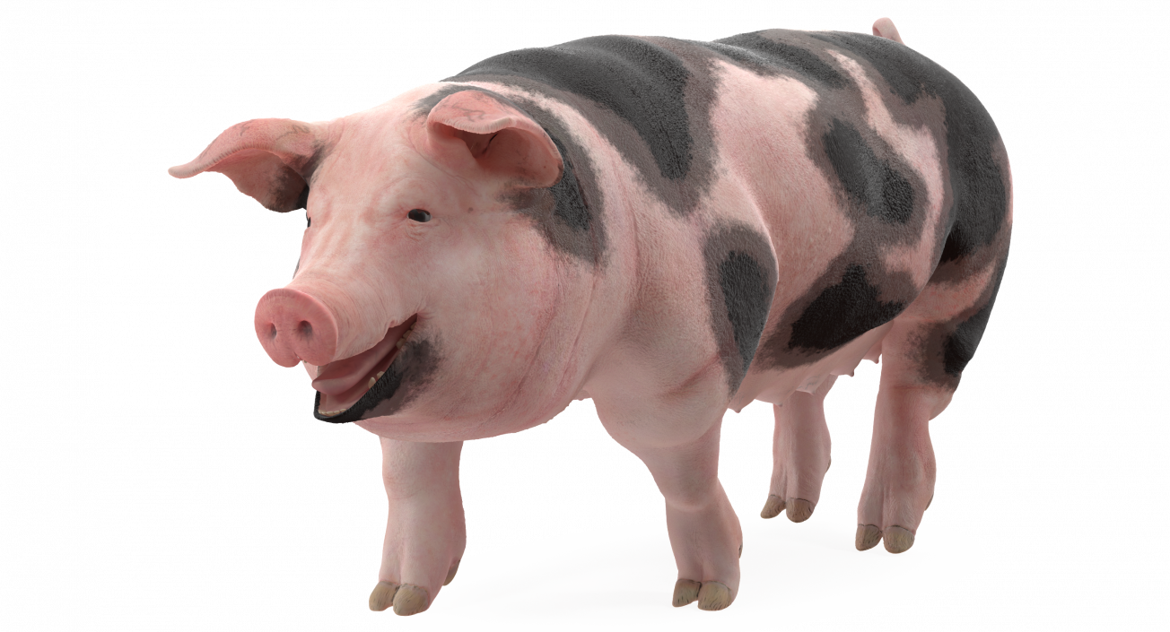 Pig Sow Peitrain Walking Pose 3D model