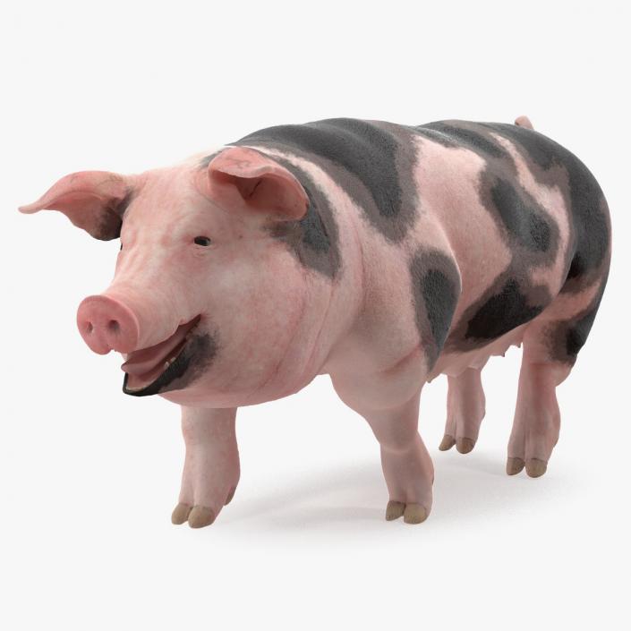 Pig Sow Peitrain Walking Pose 3D model