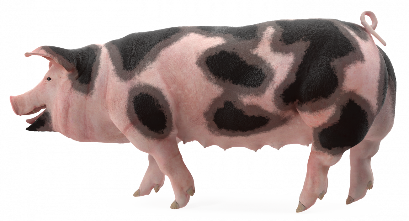 Pig Sow Peitrain Walking Pose 3D model