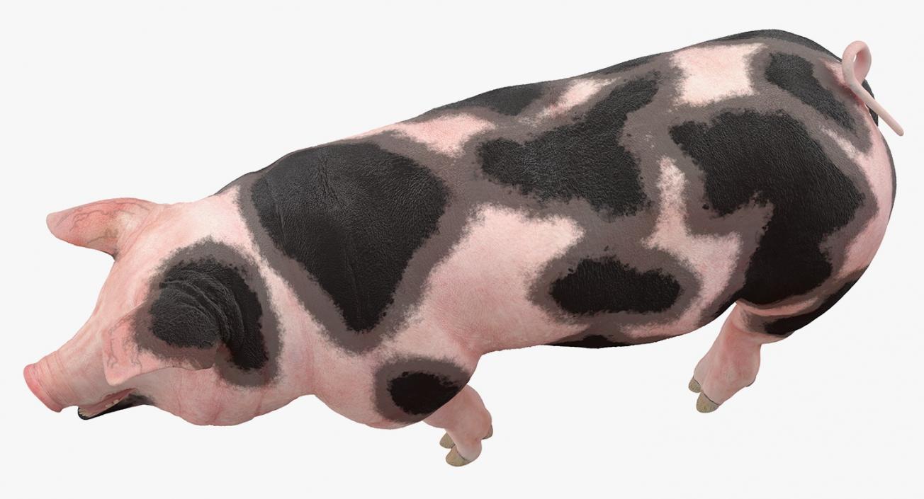 Pig Sow Peitrain Walking Pose 3D model