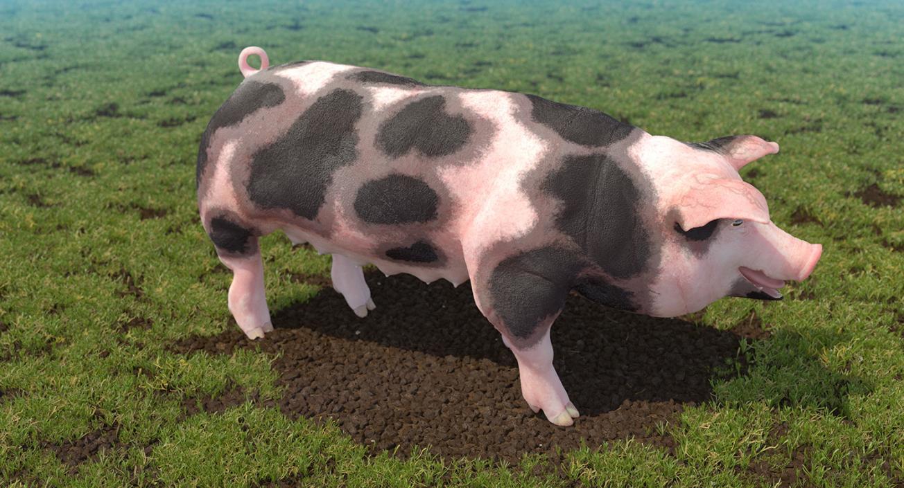 Pig Sow Peitrain Walking Pose 3D model