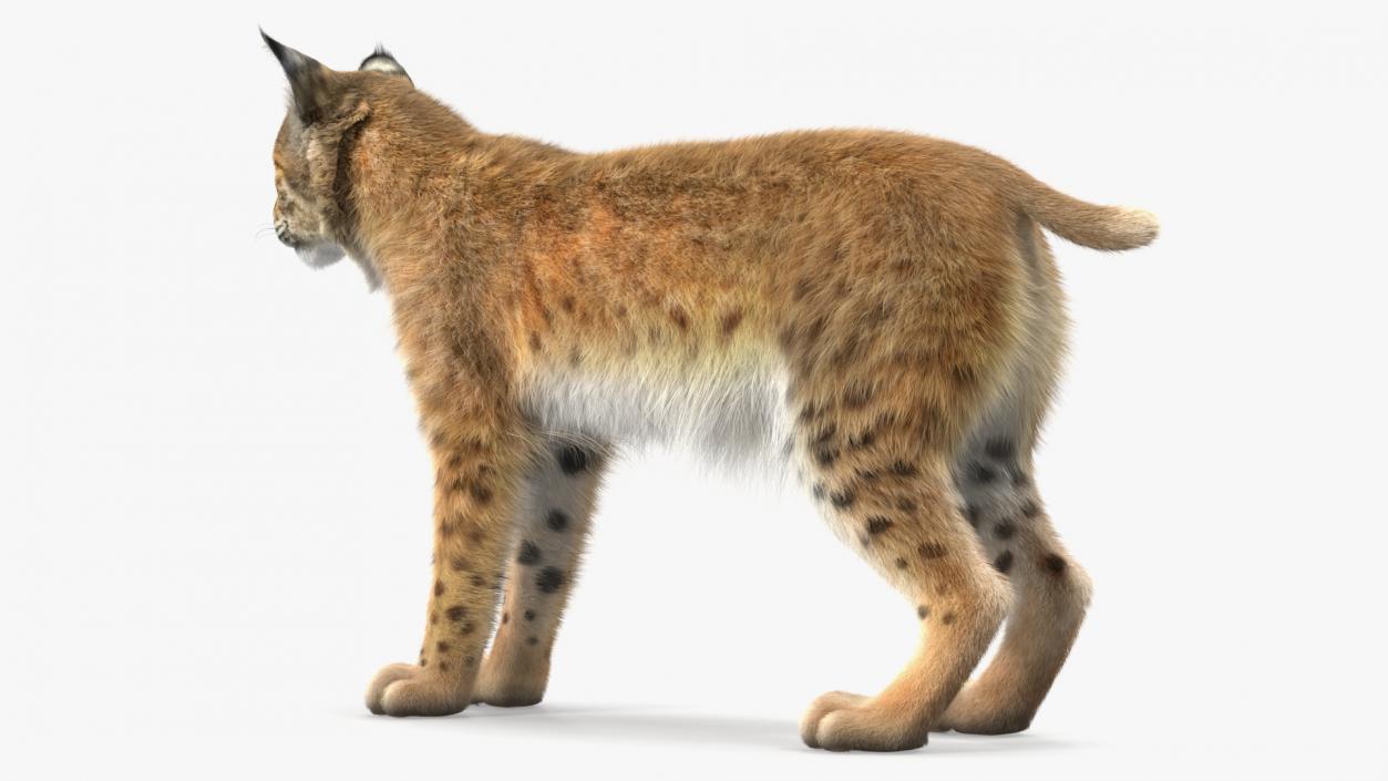 3D model Bobcat Fur