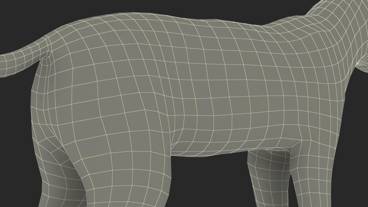 3D model Bobcat Fur