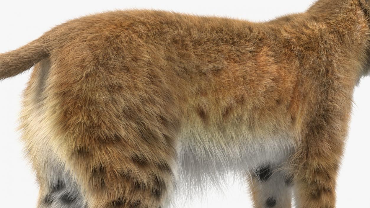 3D model Bobcat Fur