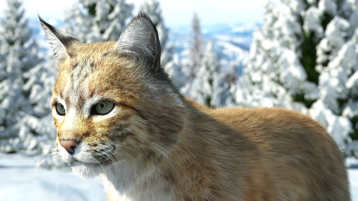 3D model Bobcat Fur