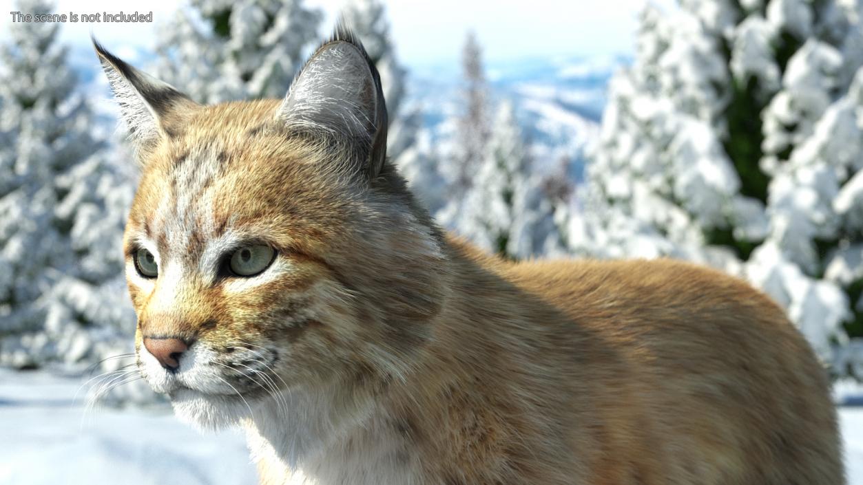 3D model Bobcat Fur