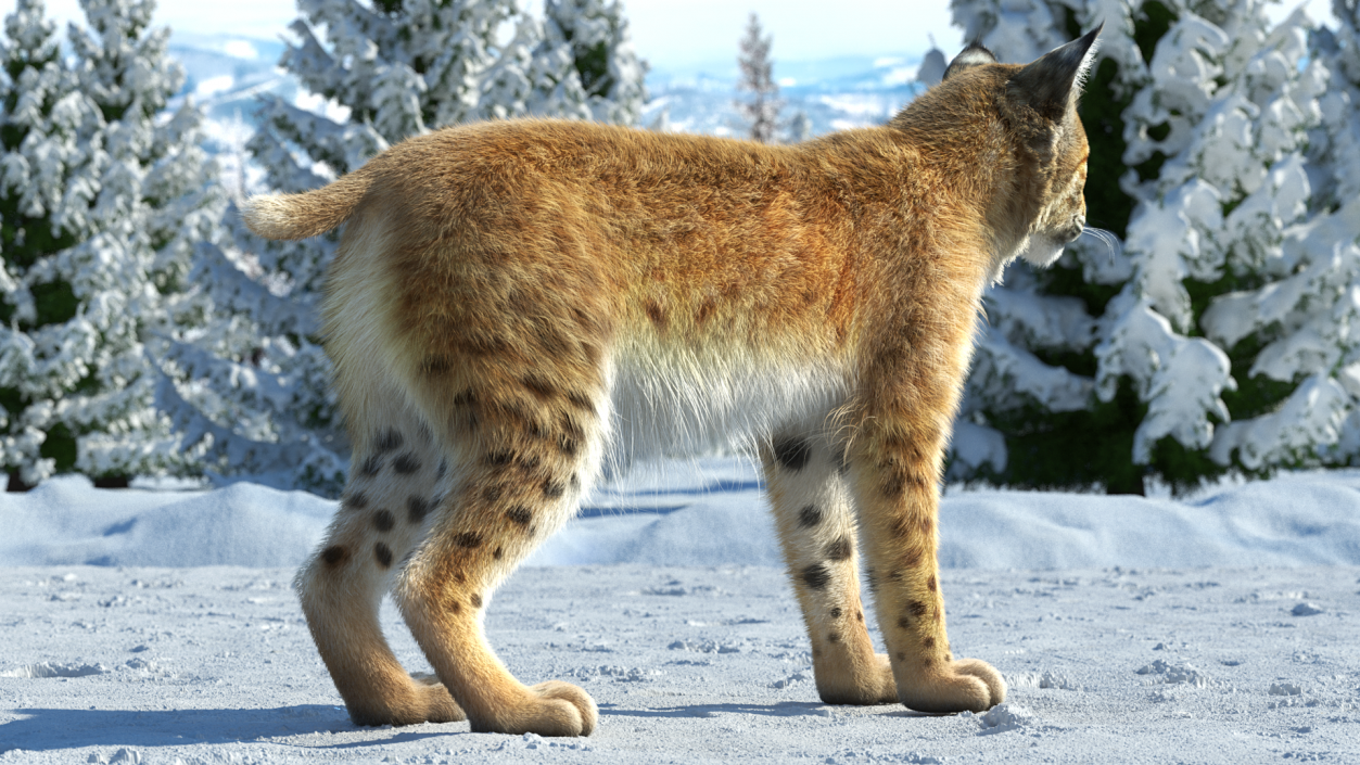 3D model Bobcat Fur