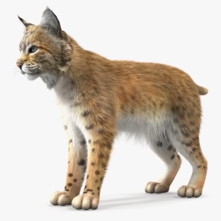 3D model Bobcat Fur