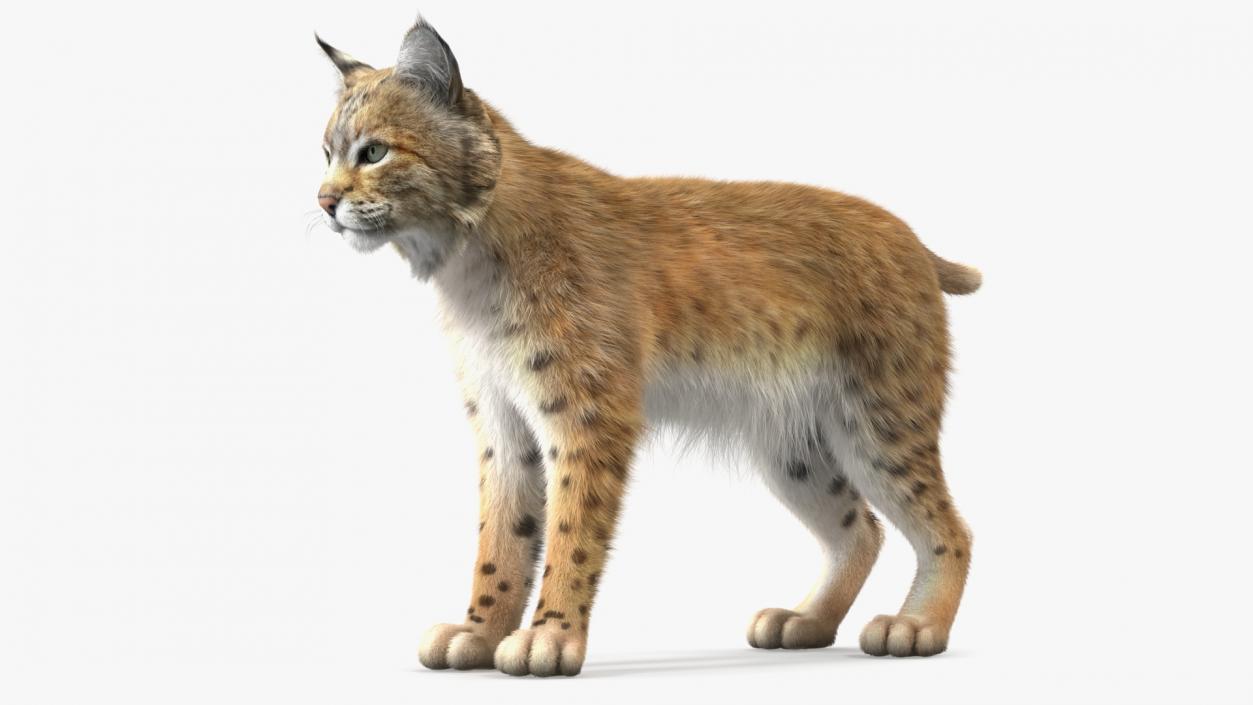 3D model Bobcat Fur