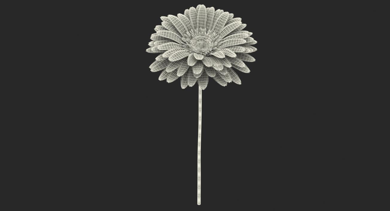 Pink Gerbera Flower 3D model