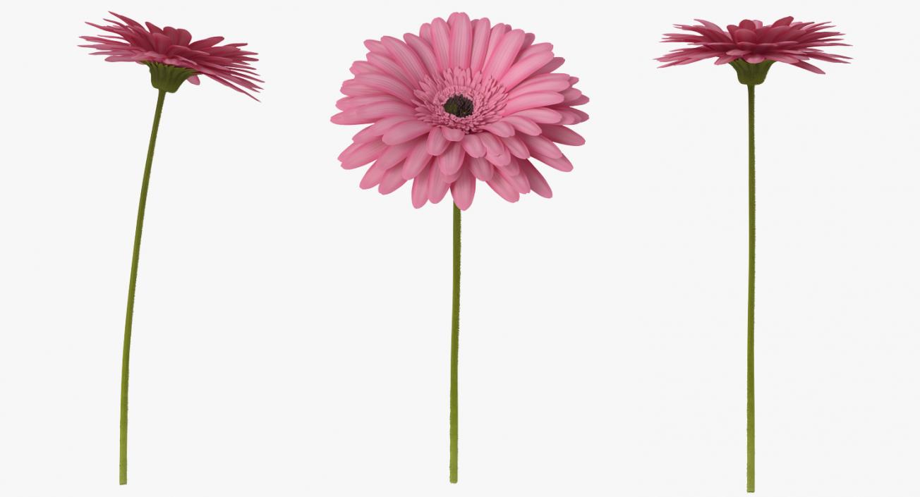 Pink Gerbera Flower 3D model