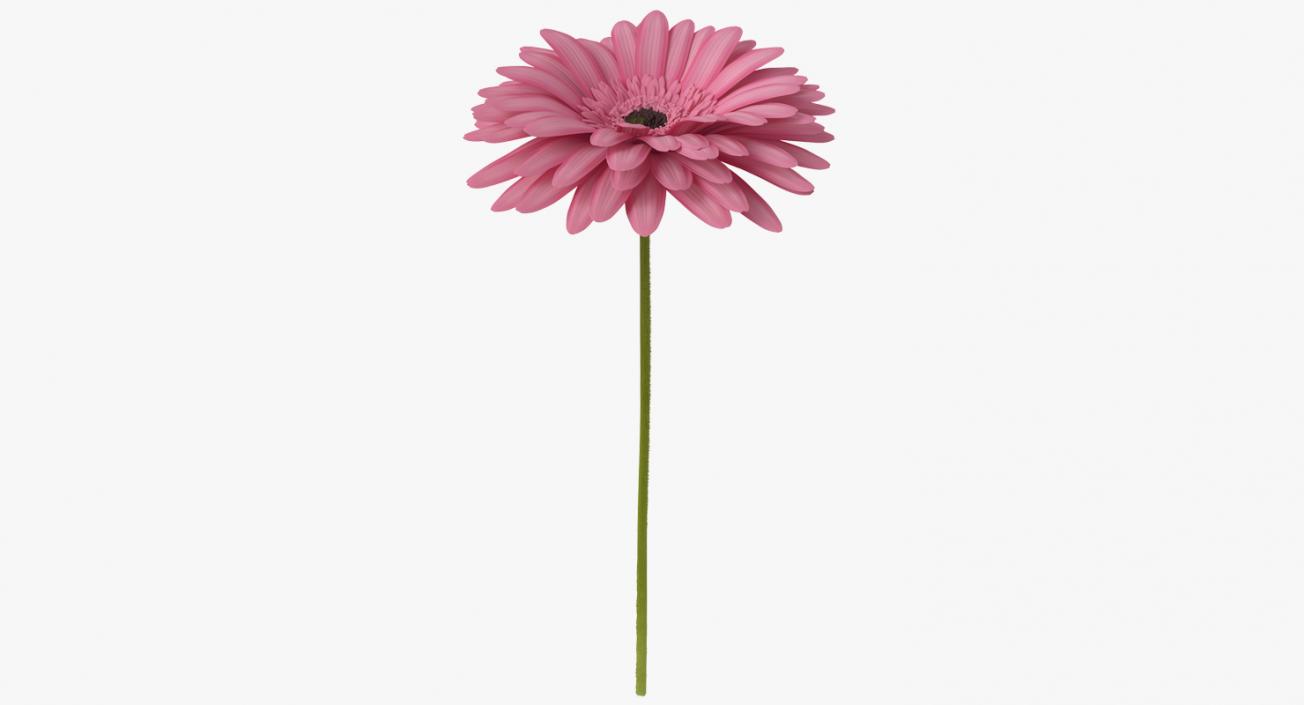 Pink Gerbera Flower 3D model