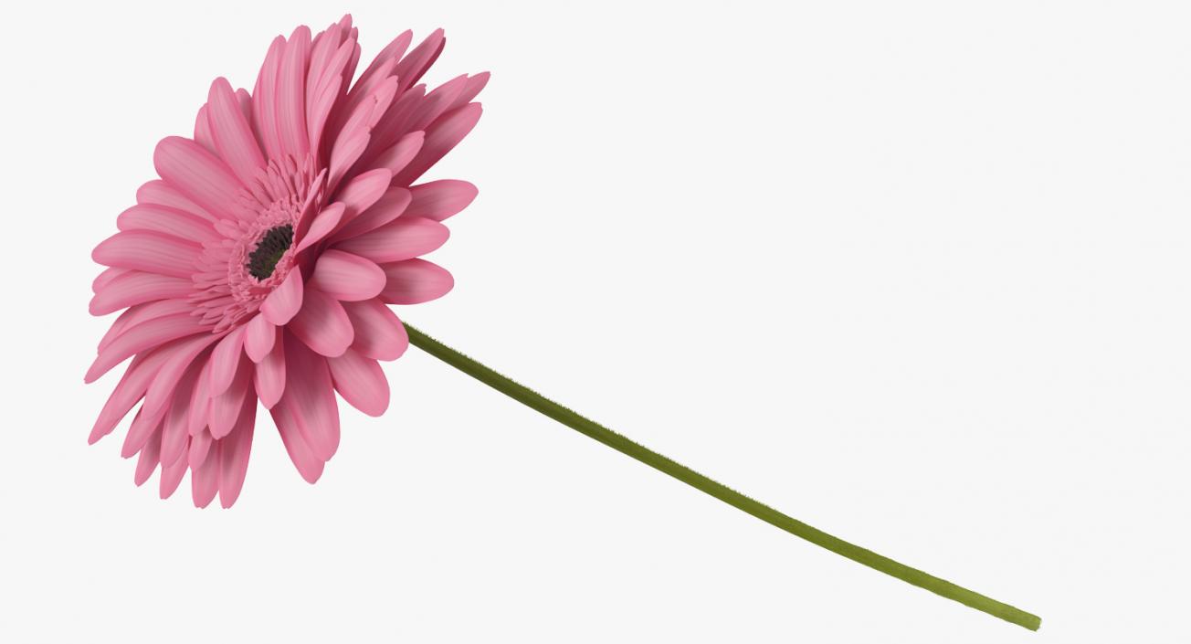 Pink Gerbera Flower 3D model