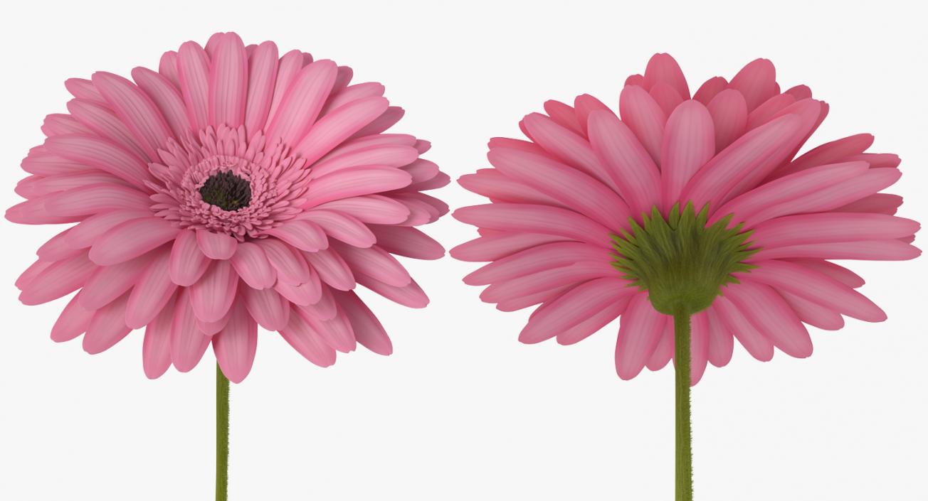 Pink Gerbera Flower 3D model