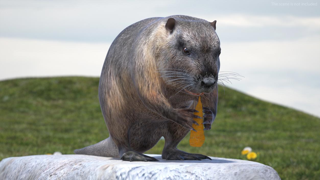 3D model Nutria Eating Carrot