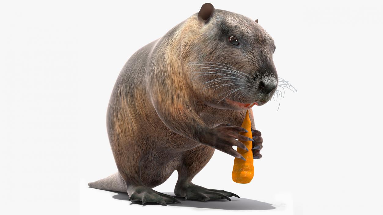 3D model Nutria Eating Carrot