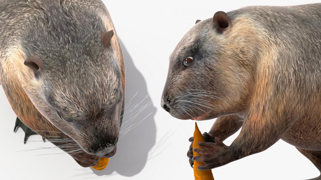 3D model Nutria Eating Carrot