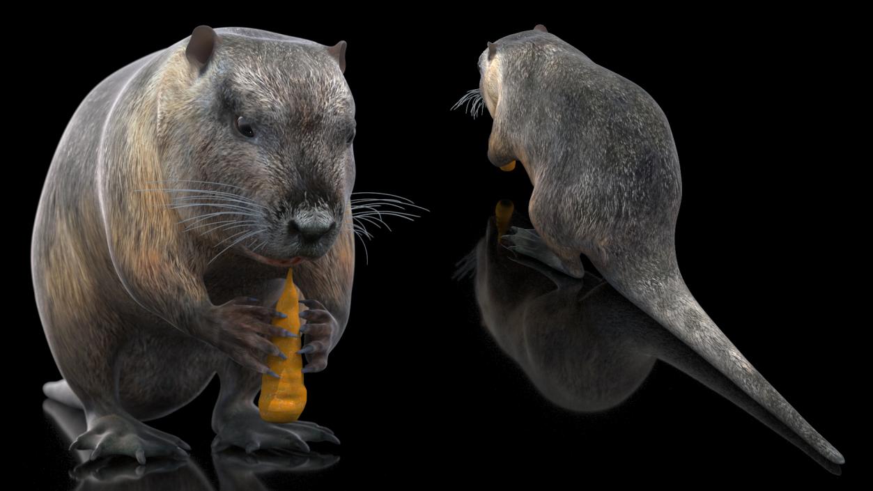 3D model Nutria Eating Carrot