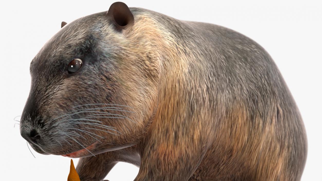 3D model Nutria Eating Carrot