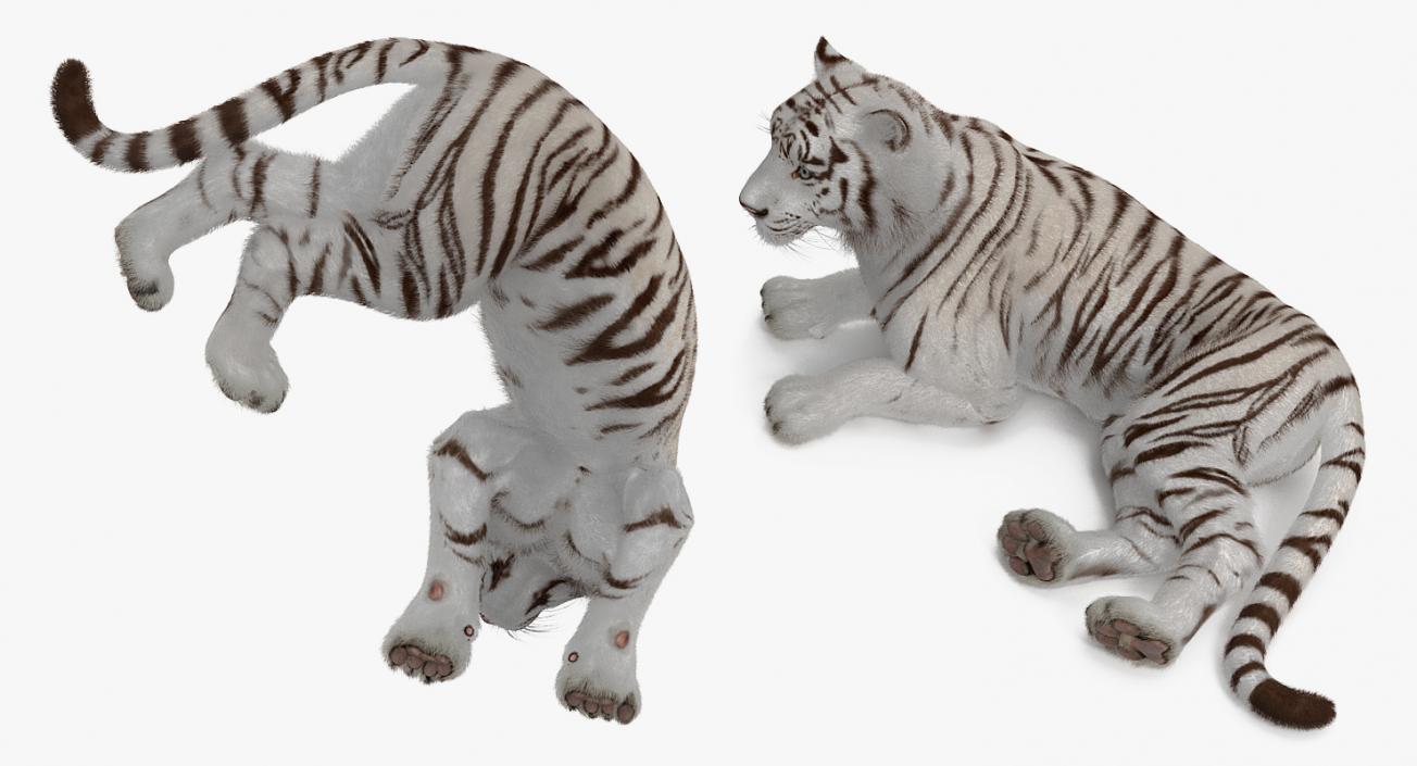 3D Lying White Tiger with Fur