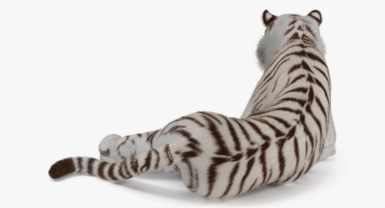 3D Lying White Tiger with Fur