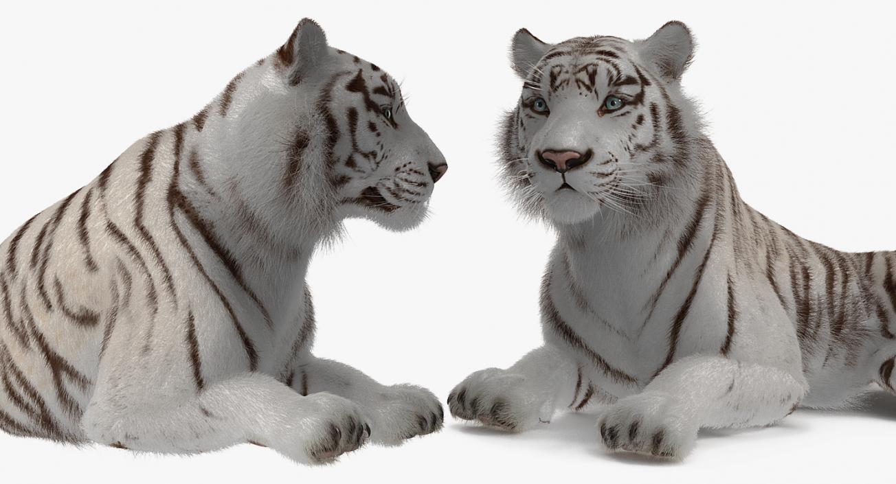 3D Lying White Tiger with Fur