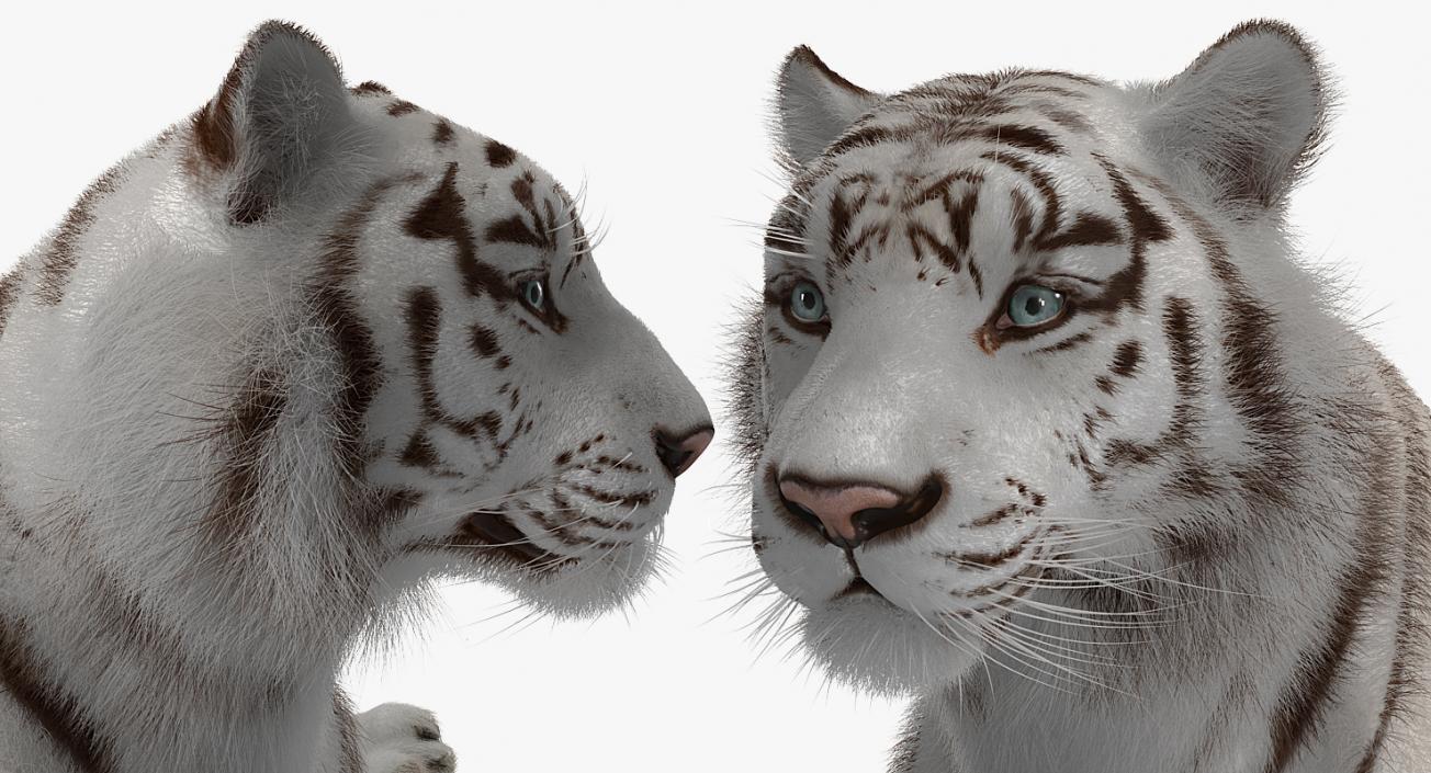 3D Lying White Tiger with Fur