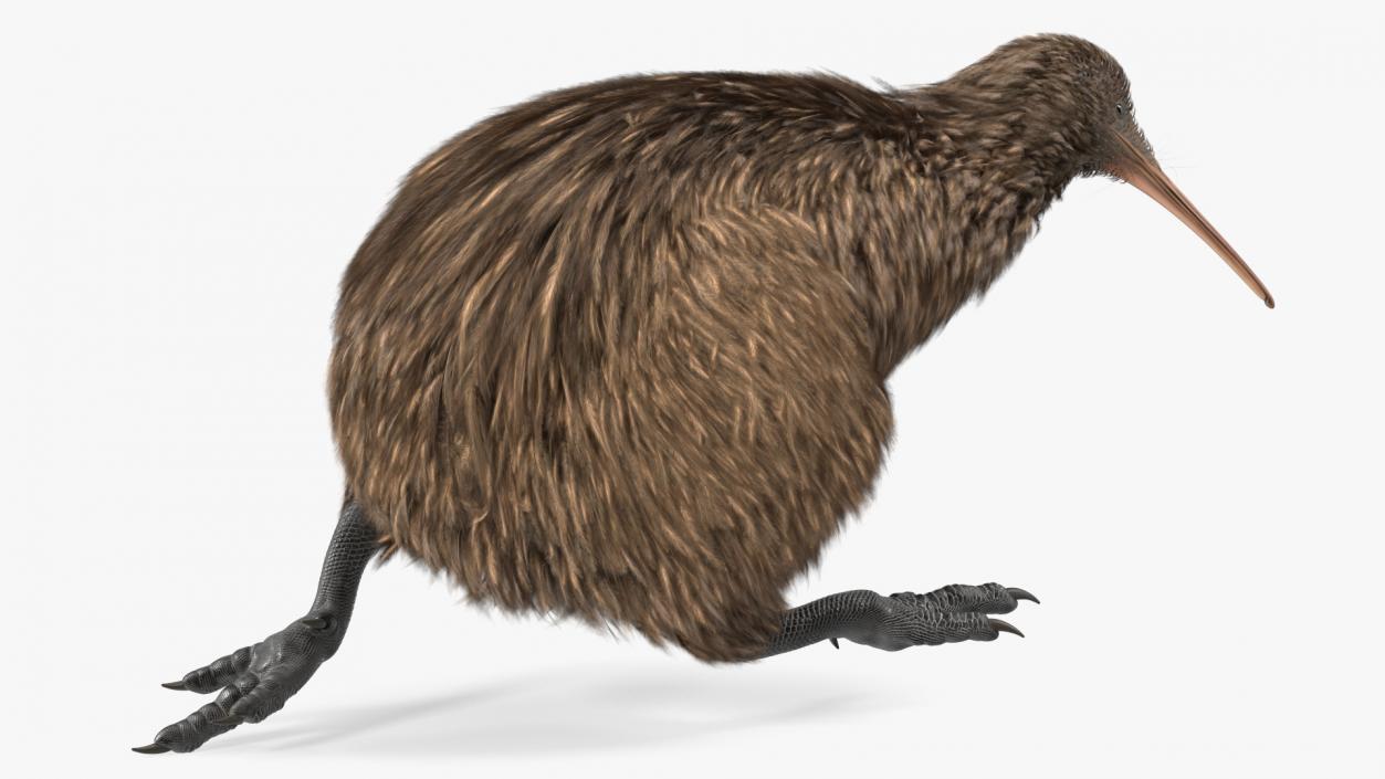 3D Run Pose Kiwi Bird model