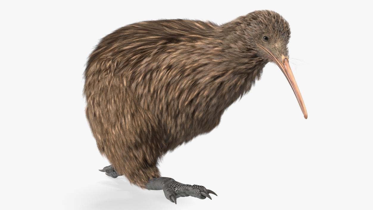 3D Run Pose Kiwi Bird model