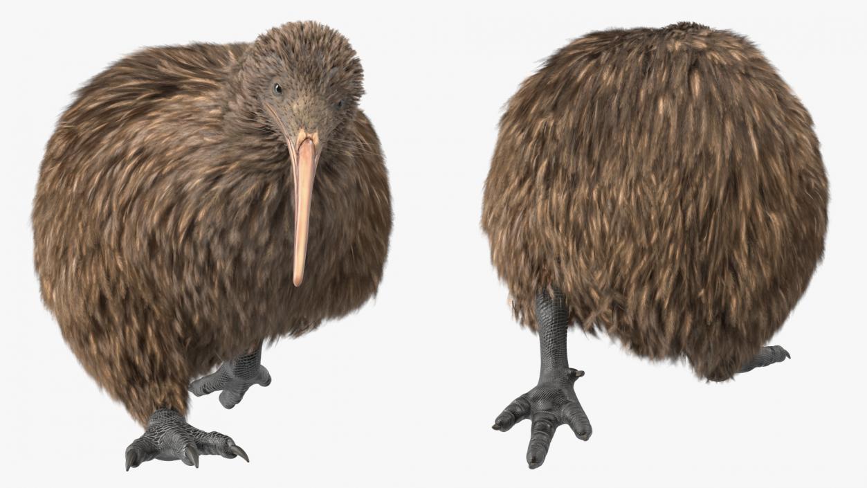 3D Run Pose Kiwi Bird model