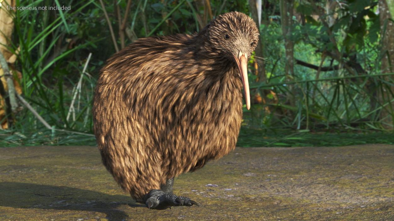 3D Run Pose Kiwi Bird model