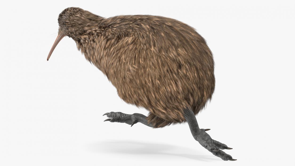 3D Run Pose Kiwi Bird model