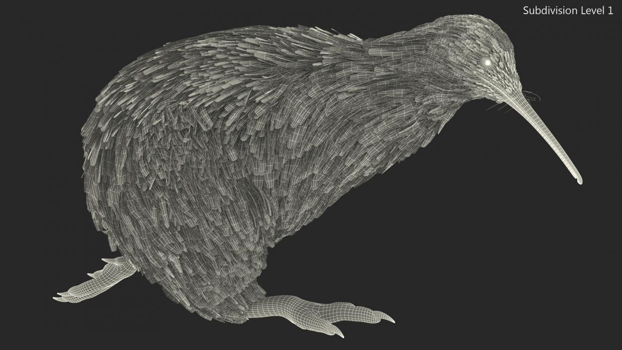 3D Run Pose Kiwi Bird model