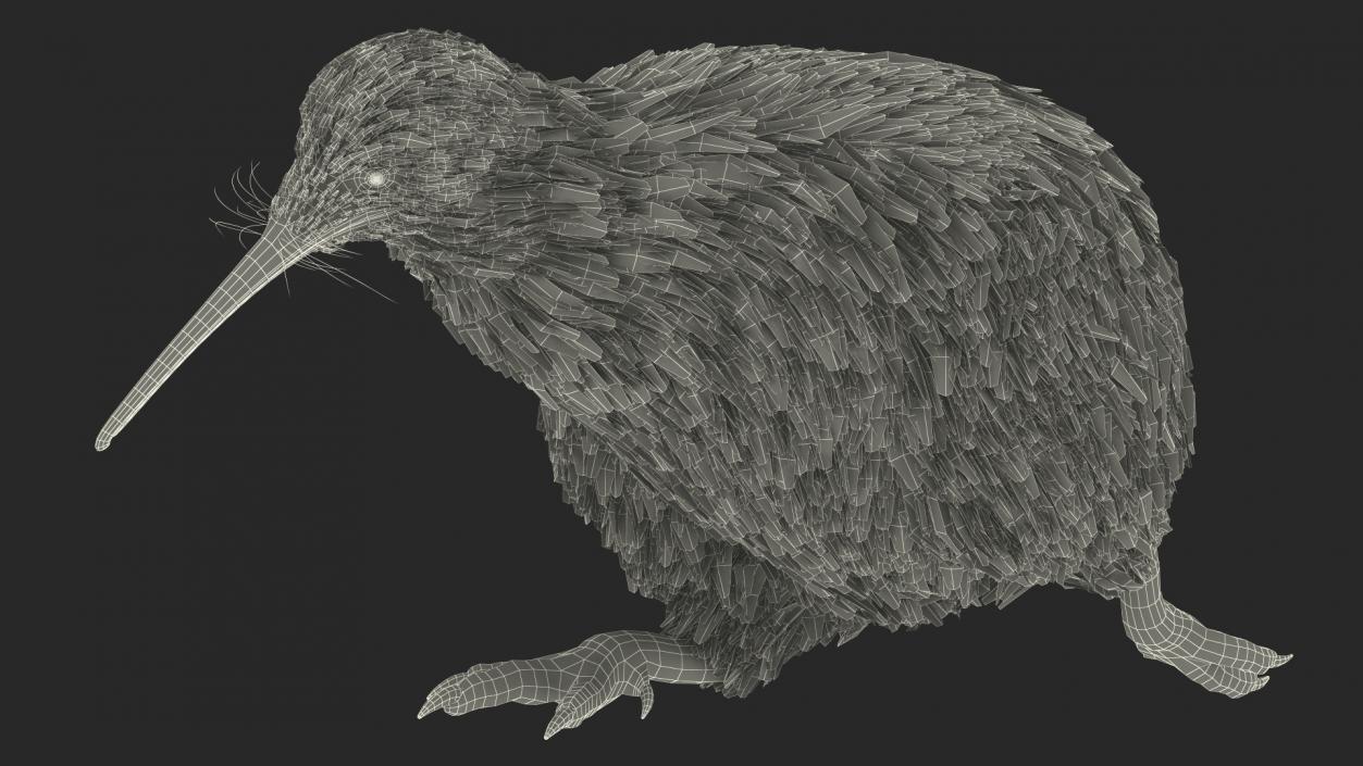 3D Run Pose Kiwi Bird model