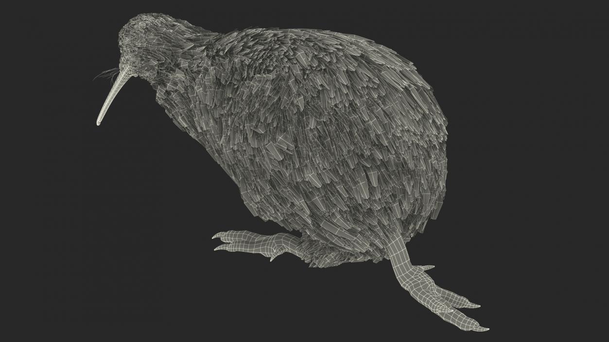 3D Run Pose Kiwi Bird model