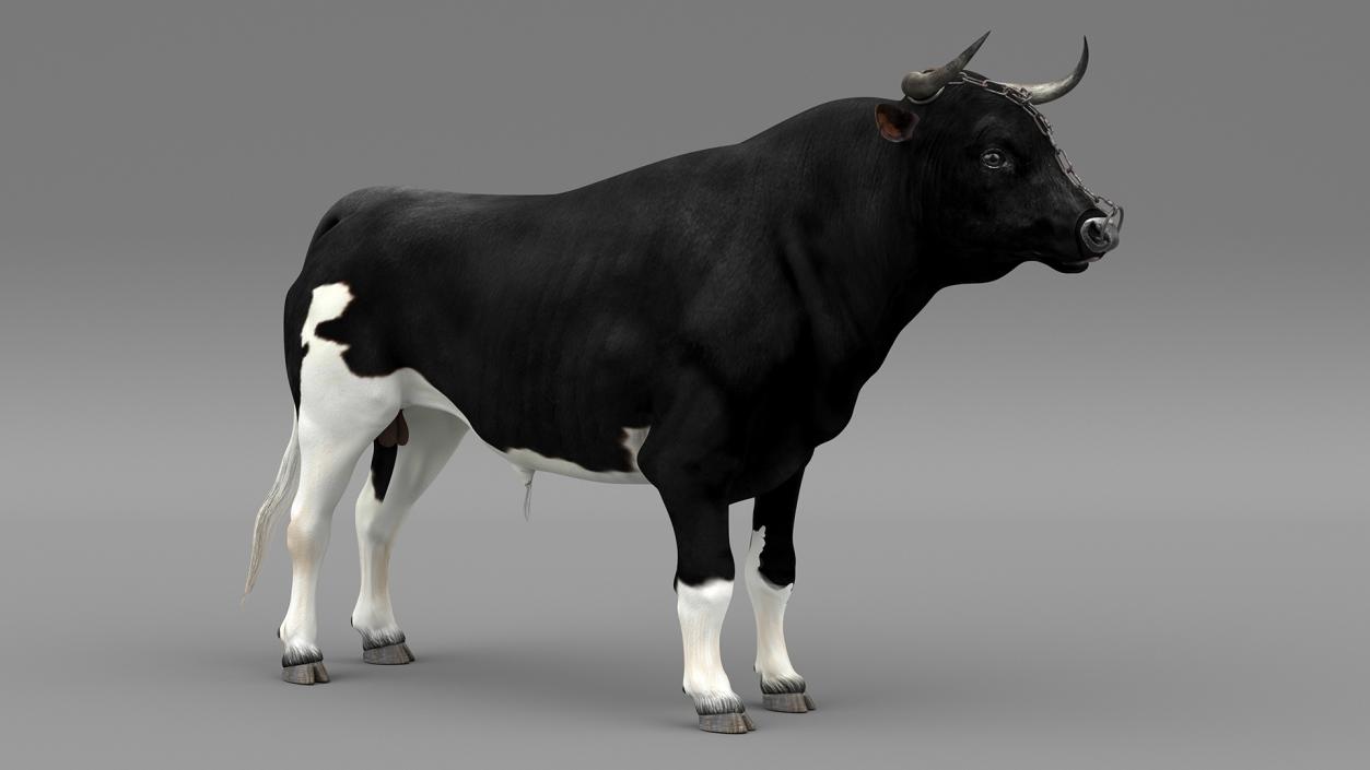 Bull with a Chain 3D