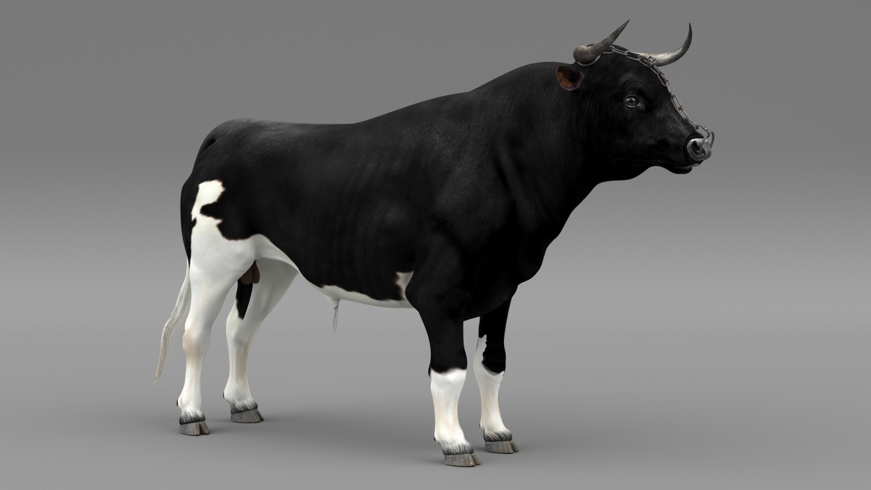 Bull with a Chain 3D