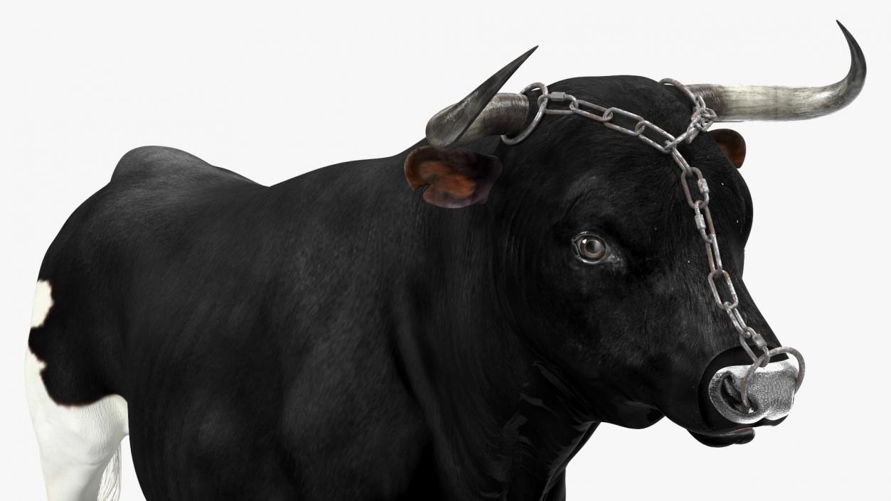 Bull with a Chain 3D