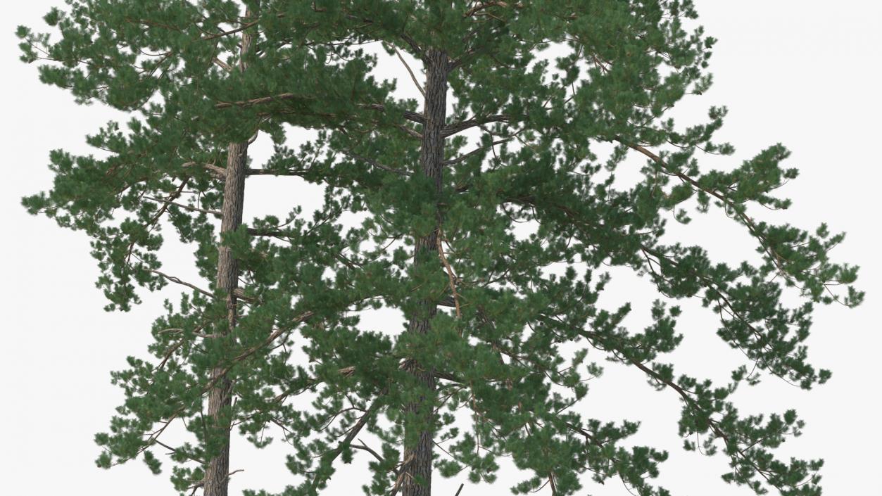 Large Tree House with Pines 3D