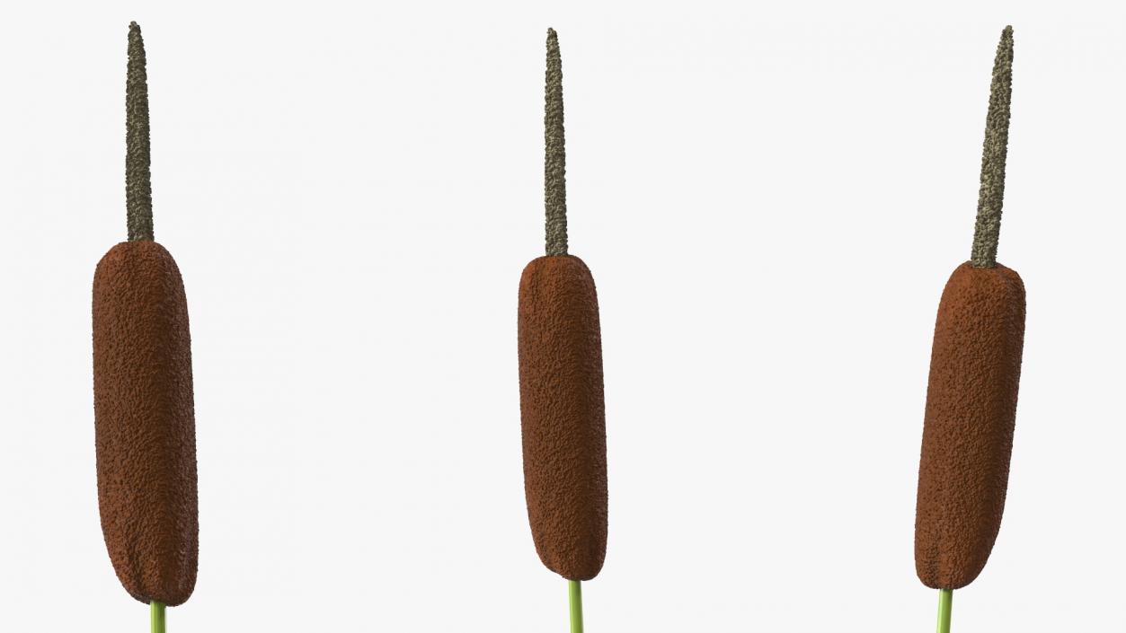 3D Typha Latifolia Plant Flower model