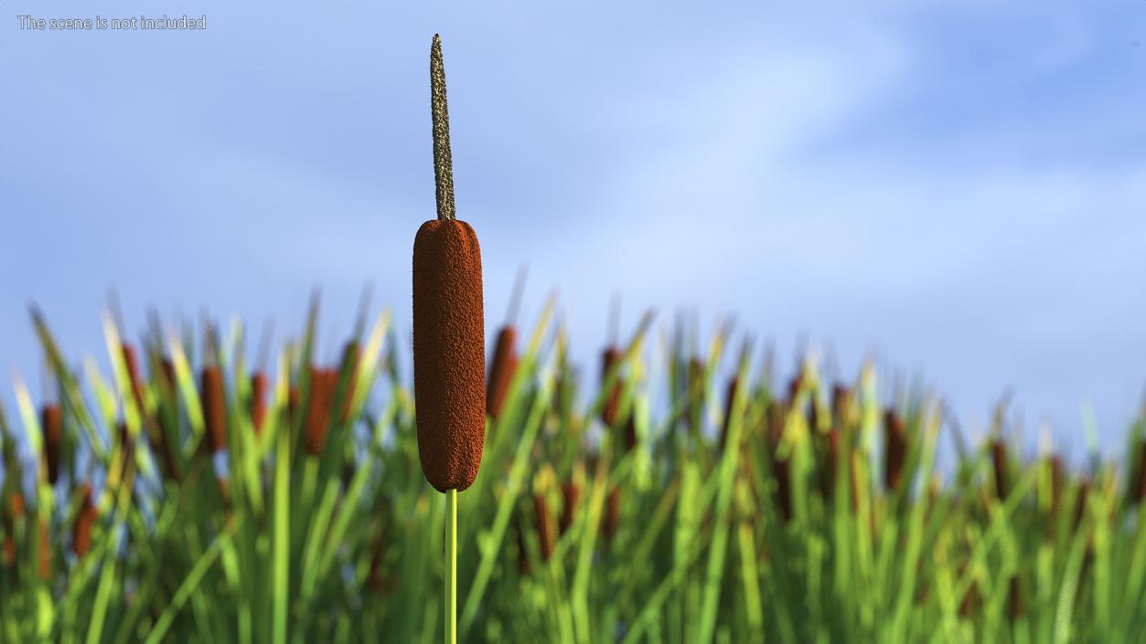 3D Typha Latifolia Plant Flower model