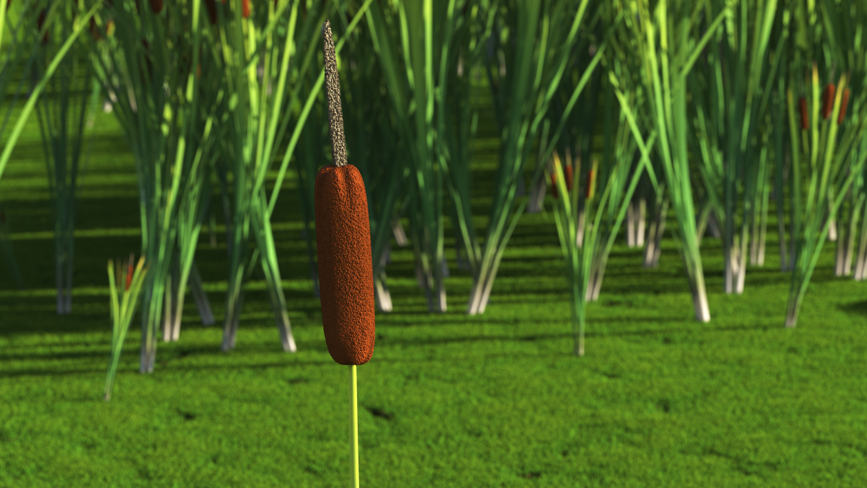 3D Typha Latifolia Plant Flower model